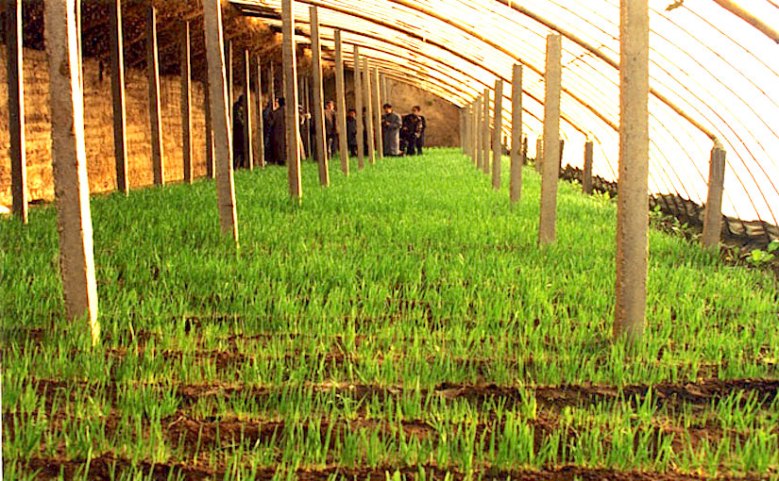 Photo WVC: Chinese greenhouse with garlic growing on soil treated with TC.